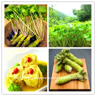 Wasabi Seeds Japanese Horseradish Seed Vegetable Seeds Bonsai Plant Wasabi Seed Wasabi Seeds Japanese Horseradish Seed Vegetable Seeds Bonsai Plant Wasabi Seed