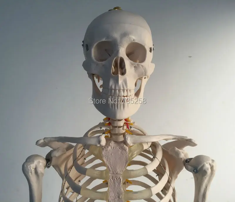 Modelo de Esqueleto Modelo de Esqueleto de Corpo 180cm de Altura. Vida-tamanho Esqueleto Humano Corpo Inteiro de 2 human skeleton model
