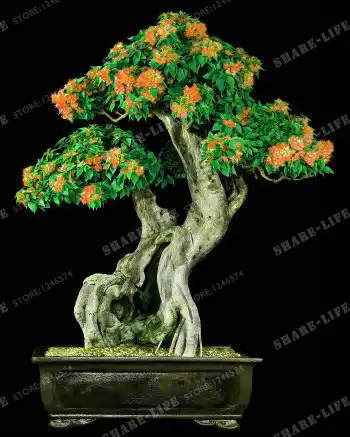 Pcs Bag Bonsai Albizia Flower Bonsai Called Mimosa Silk Tree Rare Garden Potted Plants Rainbow Flowers Pot Free Shipping Aliexpress Pcs Bag Bonsai Albizia Flower Bonsai Called Mimosa Silk Tree Rare Garden Potted Plants Rainbow Flowers Pot Free Shipping Aliexpress