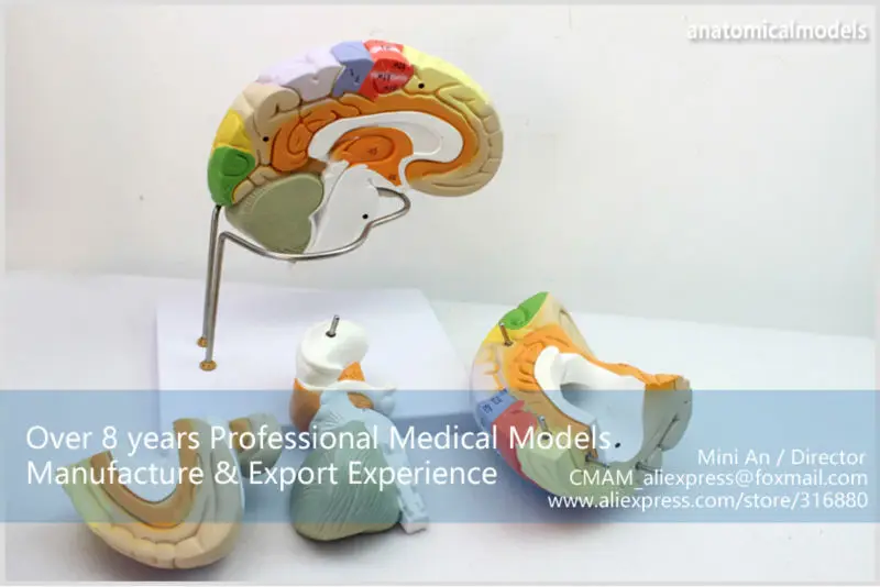 BRAIN08 CMAM MODEL Magnify Human Anatomical Brain Anatomy 5