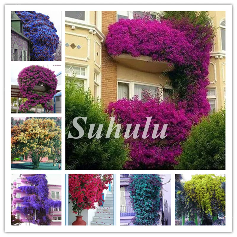 100 шт Красочные восхождение Bougainvillea бонсай очистки воздуха Spectabilis Willd растение многолетний цветок лианы Бугенвиль