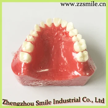 

Dental Preparation Practice Model M8027/Dental Teeth Model