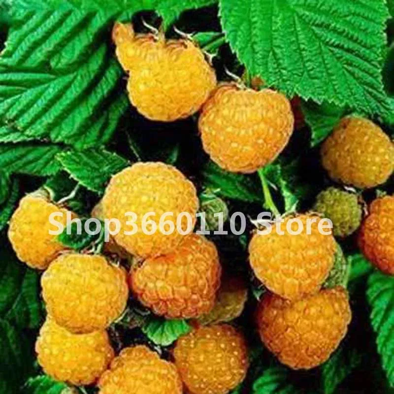 

New 2018!100 Pcs/lot Sweet Black Berry Giant Blackberries Heirloom Blackberry bonsai Triple Crown Blackberry Black Mulberry