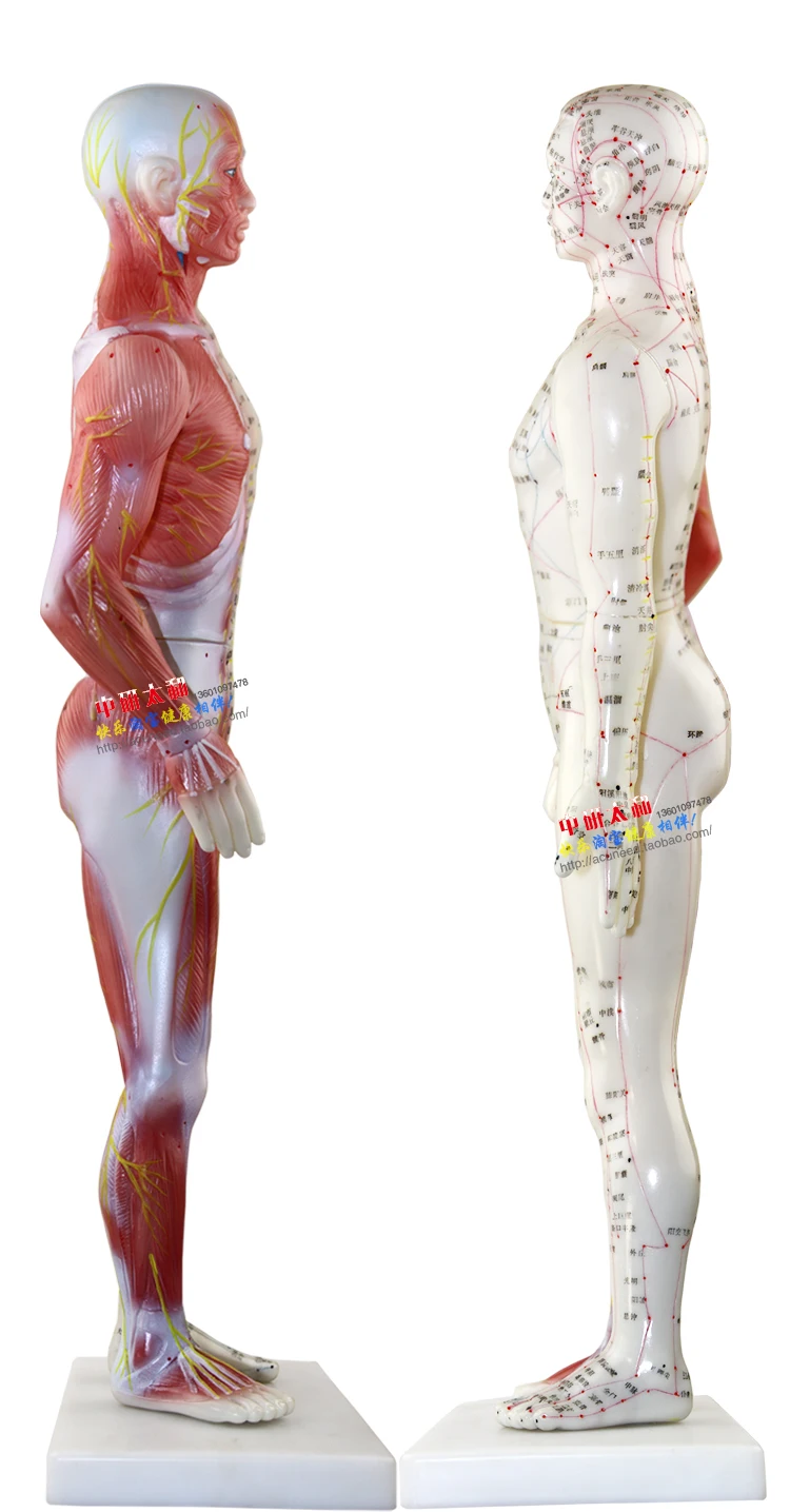 muscular, Modelo Corporal Chinês para Ponto de Acupuntura, Modelo Anatômico