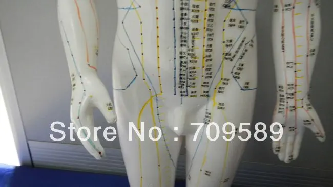Профессиональная медицинская акупунктура 70 см модель анатомии|acupuncture model|model
