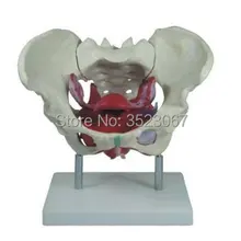 Манекен скелет для анатомии человека модель черепа женских