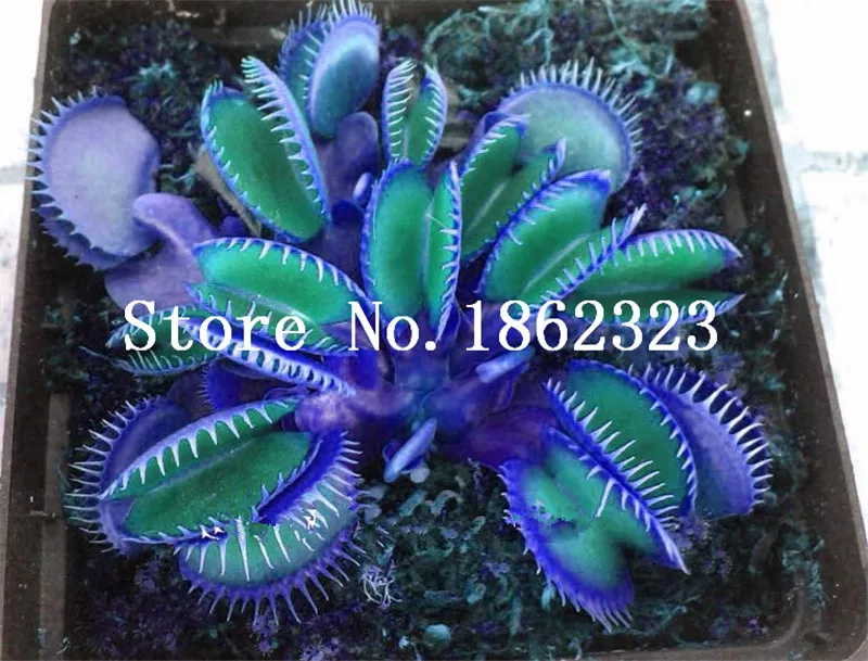 Big Promotion! 100Pcs Potted Insectivorous Bonsai Plant Blue Dionaea Muscipula Carnivorous Plants Giant Clip Venus Flytrap Plant Big Promotion! 100Pcs Potted Insectivorous Bonsai Plant Blue Dionaea Muscipula Carnivorous Plants Giant Clip Venus Flytrap Plant