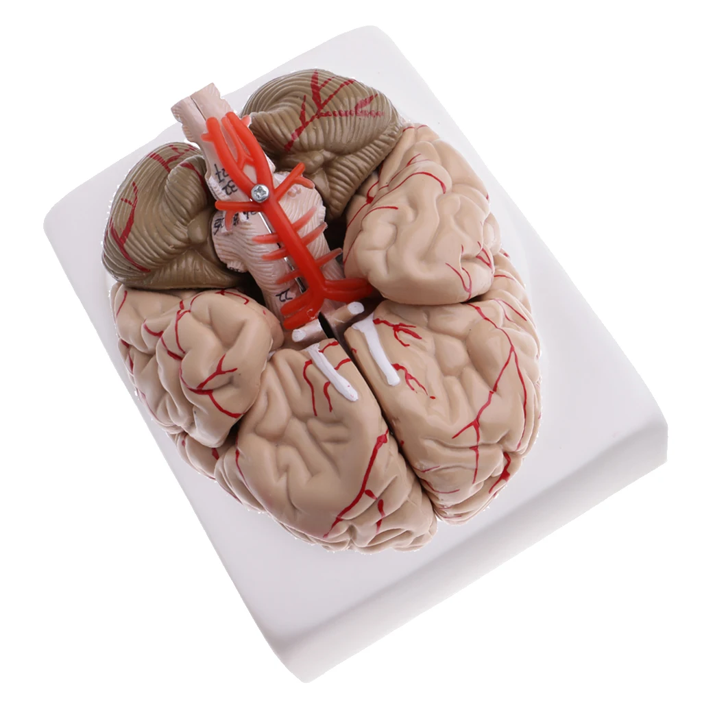 

1:1 Human 57020214 Brain with Arteries Educative Model Learning Resources Lab Ornament