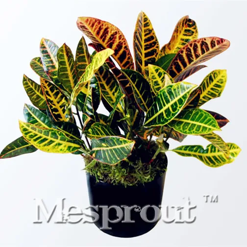 

Rare Garden Perennial Ornamental plant Codiaeum Variegatum Bonsai potted balcony Free Shipping DIY Ornamental Plants 100PCS