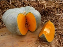 

20 Pumpkin Seeds . Large Heirloom Vegetable Seed from Ukraine