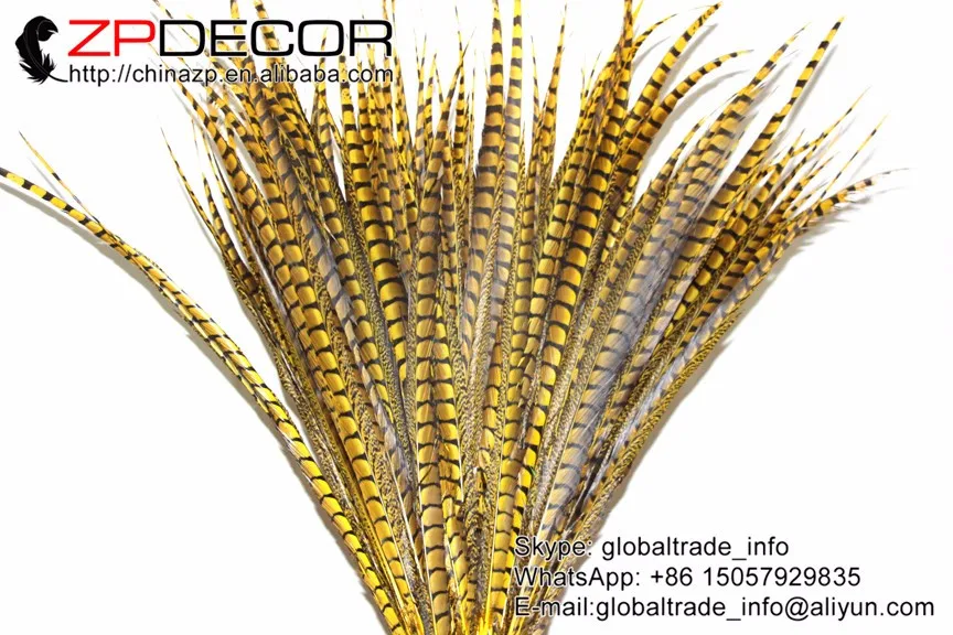 lady amherst pheasant feathers (47)