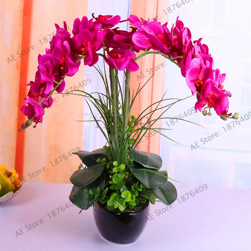Новое поступление! фаленопсис сад, редкие комнатные растения бонсай цветок flores, 20 шт./пакет орхидеи растения,# A4QSOD