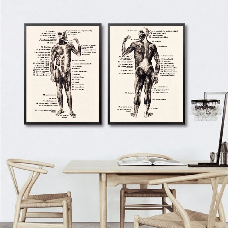 

Human Body Front and Back Two Vintage Posters And Prints Medicine Anatomy Illustration Art Canvas Painting Doctor Office Decor