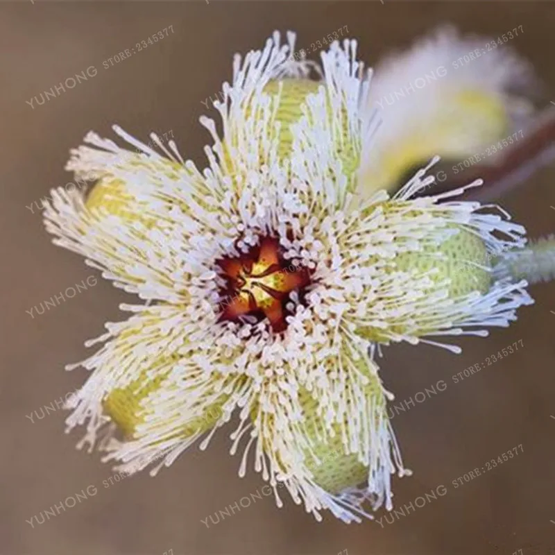 Stapelia Pulchella бонсай литопс смесь суккулентов сырой камень кактус растение Редкие цветы для дома, сада растения бонсай 100 шт - Цвет: 1