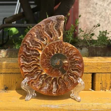Madagascar fósilos iridescentes ammonita pedras naturais e minerais espécie masculina + suporte