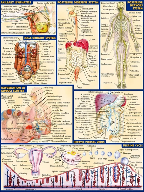 Human Body Anatomical Chart Muscular System Campus Knowledge Biology