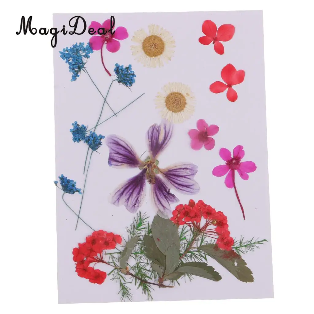 Multiple Beautiful Pressed Dried Flower Real Dried Flower Plant