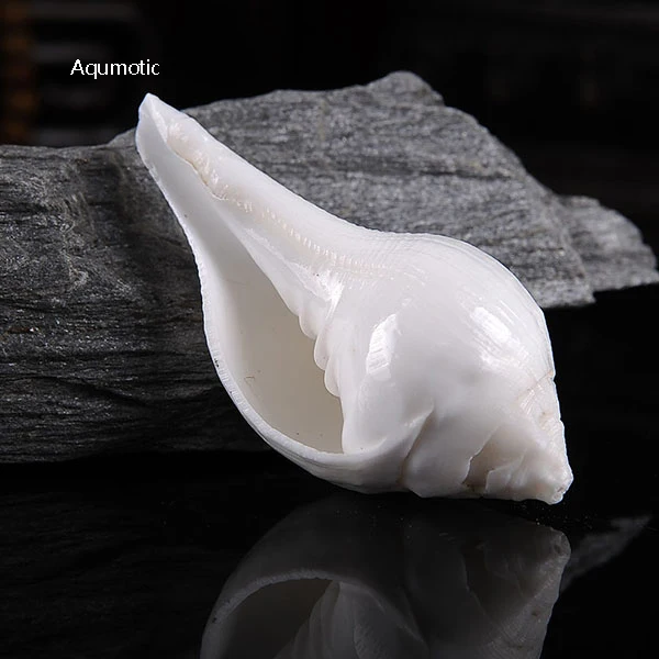 

Aqumotic Natural White Conch Case 1pc Buddhism Artifact White Conch Shell Sea Like Horn Rare Holder Forgun