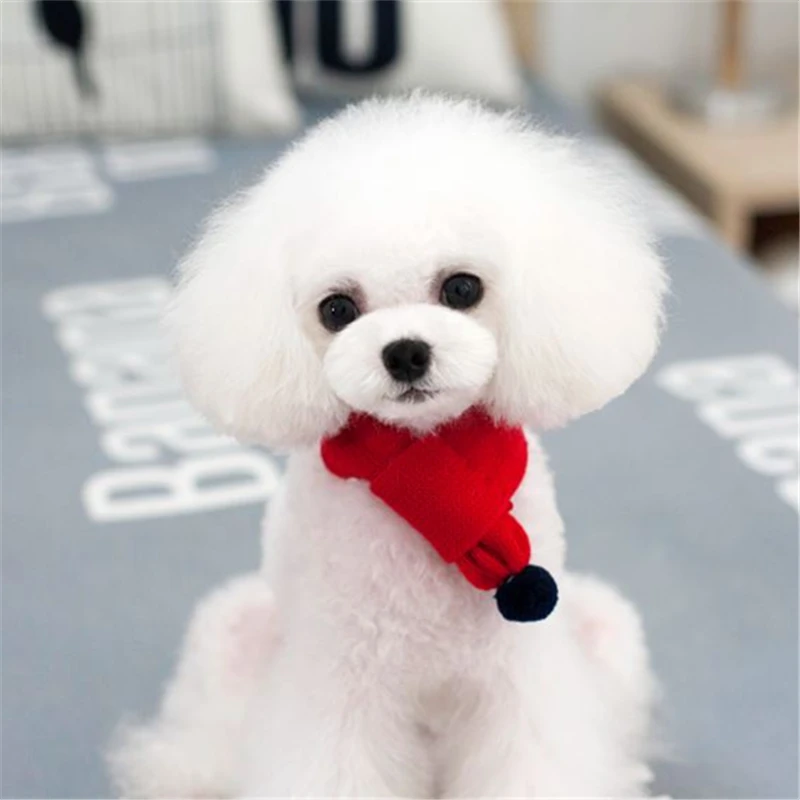 pets dogs accessories (6)