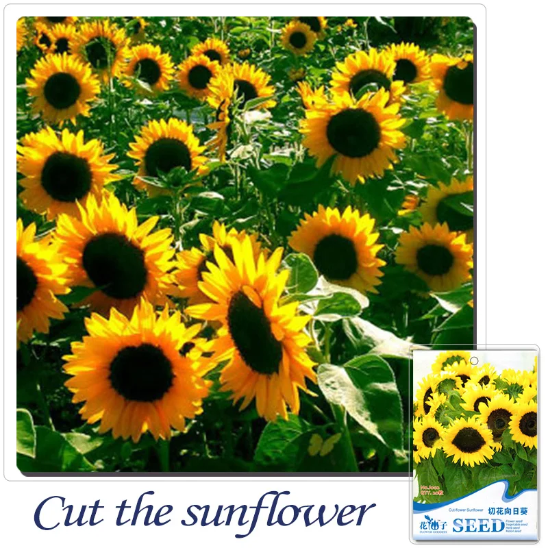 Buy 2 Get 1!(Can accumulate ) 1 Pack 20 Seeds Beautiful Lovely Big