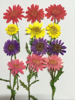 

Free shipment Pressed flower dried flower DIY material Daisy with dendrite sale 1 lot/10 bags