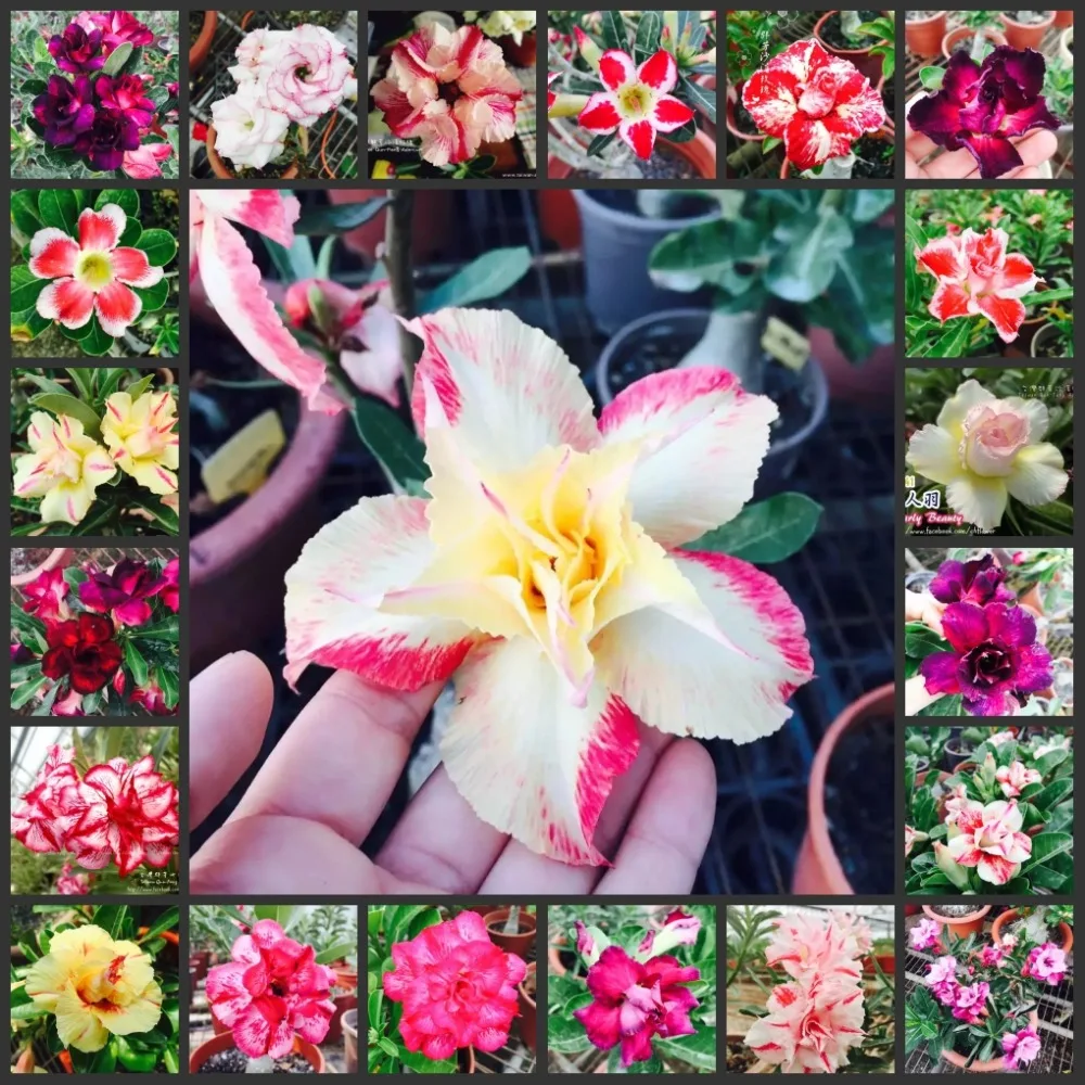 

5PCS 100% Genuine Fresh Real Adenium Obesum semillas - Bonsai Desert Rose Flower Plant Sementes