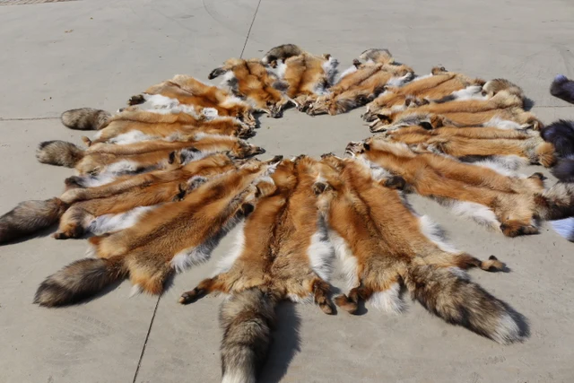 high quality fox fur pelt real red fox skin in fur from home