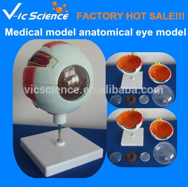 100% Завод медицинская модель человеческого глаза модели расширенного глаз анатомия модель