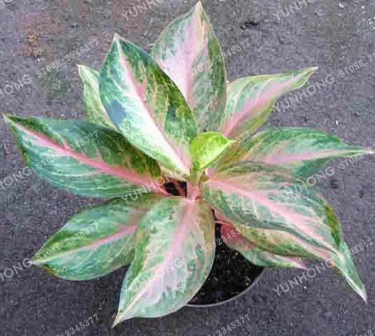 Perennial 50 Pcs/Bag Aglaonema 'Pink Dud' Beautiful Mosaic Plants Evergreen Tree 