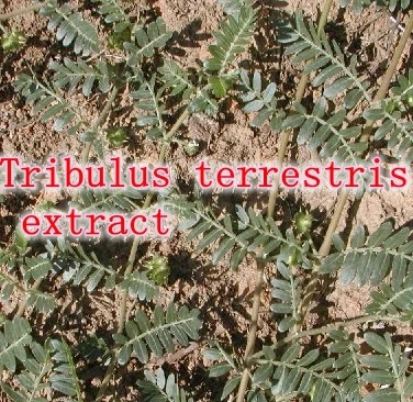 

natural Tribulus terrestris extract 90%saponins caps 500mg x 300pcs free shipping