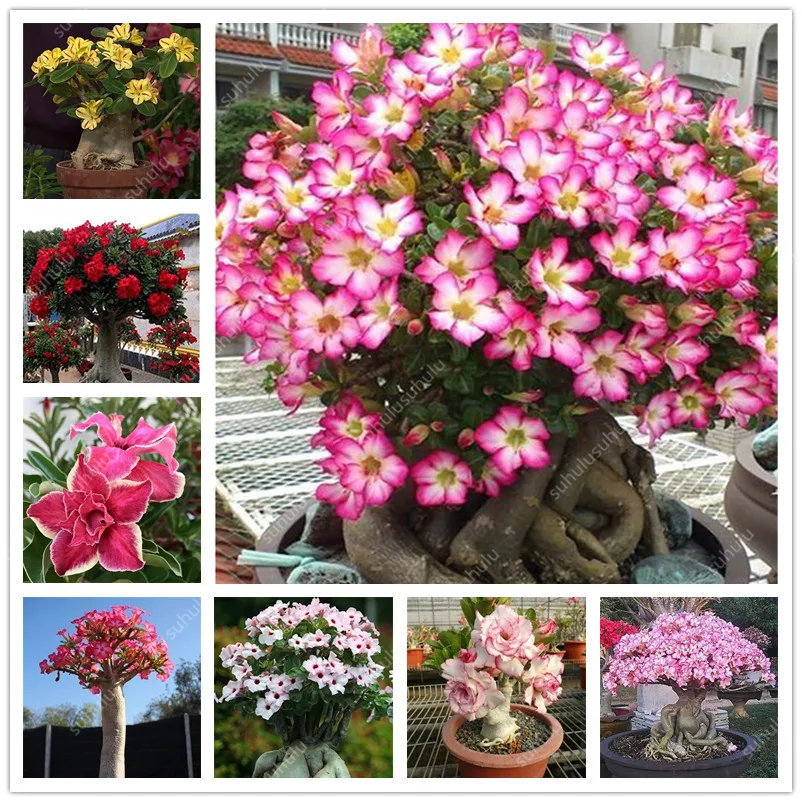 

2 Pcs Desert Rose Bonsai Potted Flowers Plants Adenium Obesum Indoor Bonsai Plant Mini Potted Tree For Home Garden Planting