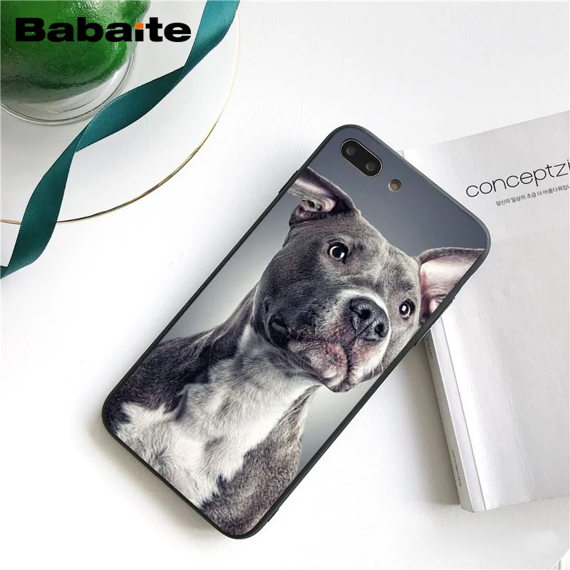 Pit Bull Lovely Pet Dog Pitbull