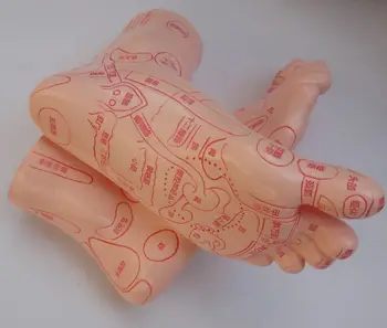 

Free Shipping!! Foot Model For Reflex Zone Hand Film Acupoint model Meridian Foot Mannequin Hot Sale