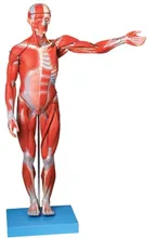 

170CM human body muscle model simulation of human muscle anatomy of the human body anatomy