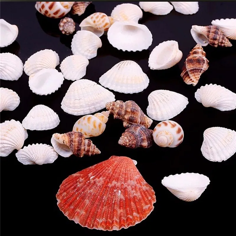 100g Beach Fashion Seashells Sea Shells for DIY Caft Decor Fashion Jewelry Decoration