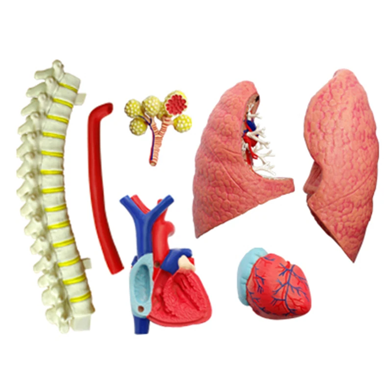 4D Обучающие игрушки собранная модель анатомии легких человека медицинская модель использования