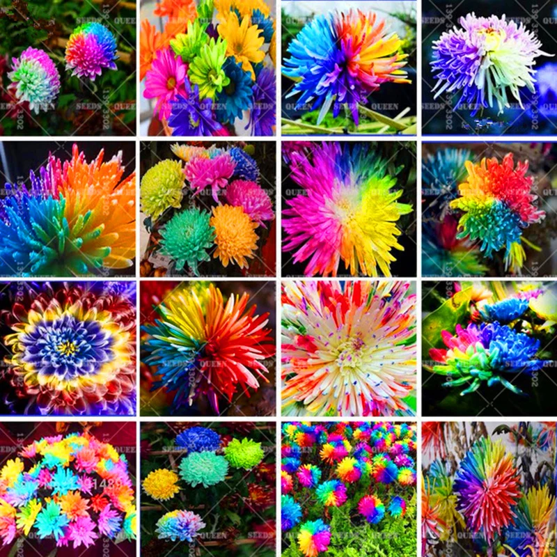 100pcs Mix Rainbow Daisy Chrysanthemum Flower Beautiful Bonsai Plants For Home Garden Potted Supplies Fast Shipping 100pcs Mix Rainbow Daisy Chrysanthemum Flower Beautiful Bonsai Plants For Home Garden Potted Supplies Fast Shipping
