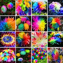 100pcs Mix Rainbow Daisy Chrysanthemum Flower Beautiful Bonsai Plants For Home Garden Potted Supplies Fast Shipping