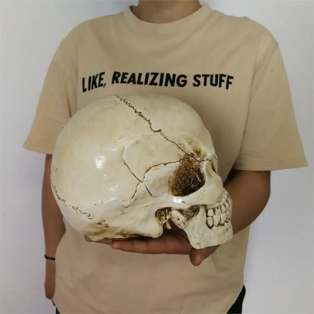 Реплика на голову человека из смолы, медицинская модель Lifesize, украшение для дома на Хэллоуин, декоративный череп 22x15x17 см