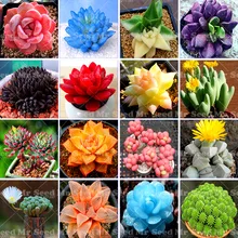 200pcs Rare Beauty Succulents Bonsai Plant Purify Air Easy To Grow Office Mini Potted Flower Bonsai Flower Plant For Home Garden 200pcs Rare Beauty Succulents Bonsai Plant Purify Air Easy To Grow Office Mini Potted Flower Bonsai Flower Plant For Home Garden