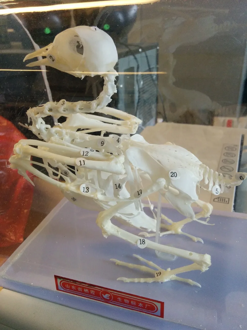 Pogeon скелетные образцы голубь образовательная модель скелета оборудование обучающая модель
