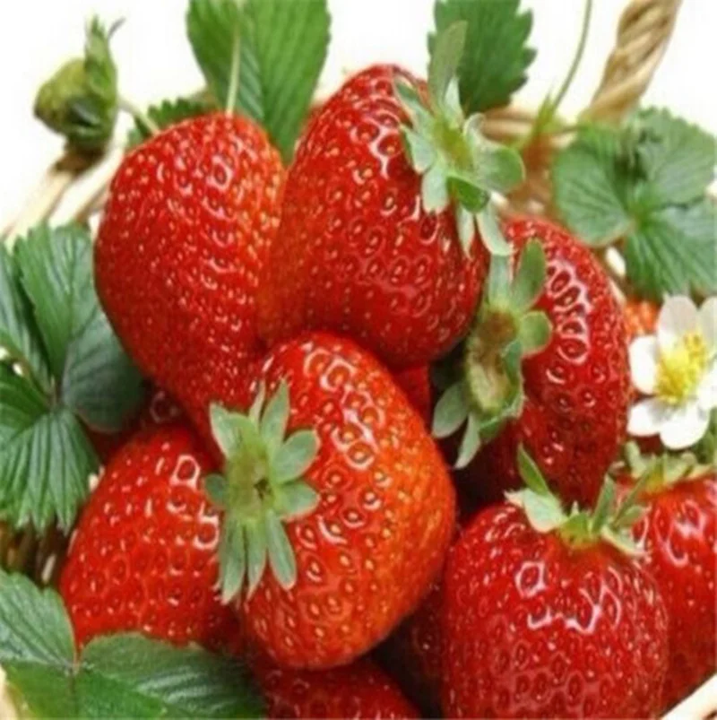 

100pcs Strawberry Climbing Strawberry Fruit Plant Seeds Home Garden Seeds