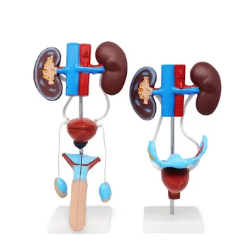 

male/female genitourinary system model kidney anatomy mold bladder ureter structure stereoscopic teaching