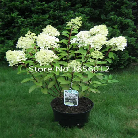 200pcs Lacecap Hydrangea Seeds Hydrangea Paniculata Bobo Seeds Naturia Hydrangea Macrophylla Home Garden White Flower Bonsai Se Bonsai Planters Flower Sillbonsai Supplies Aliexpress