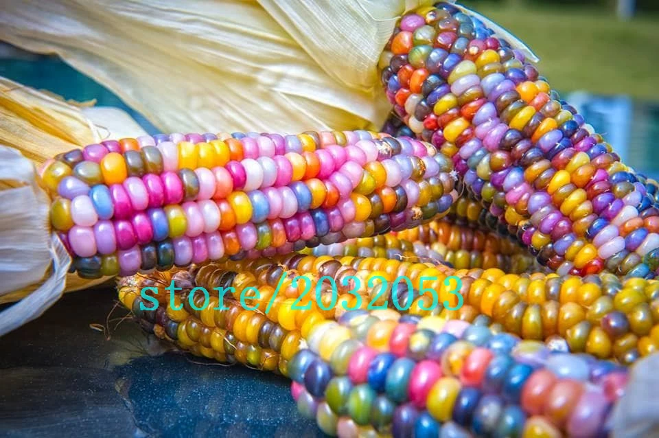 

bonsai 20 rainbow corn Organic vegetables for home garden