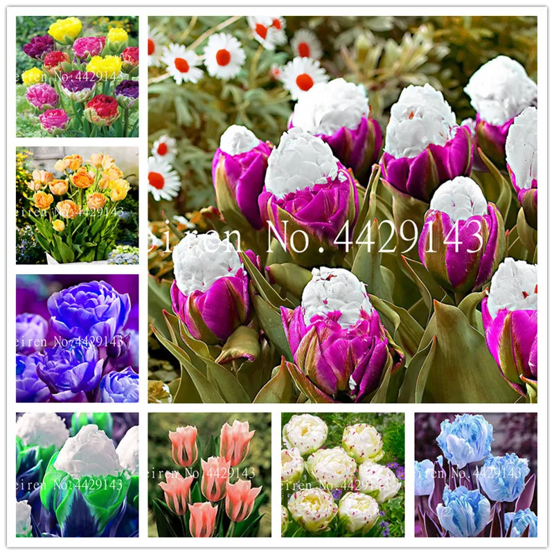 

Sale! 100 Pcs Colorful Bonsai Tulip (Not Tulip Bulbs)24 Varieties Rainbow Tulip High-Grade Flower Potted Plant Ornamental Bonsai