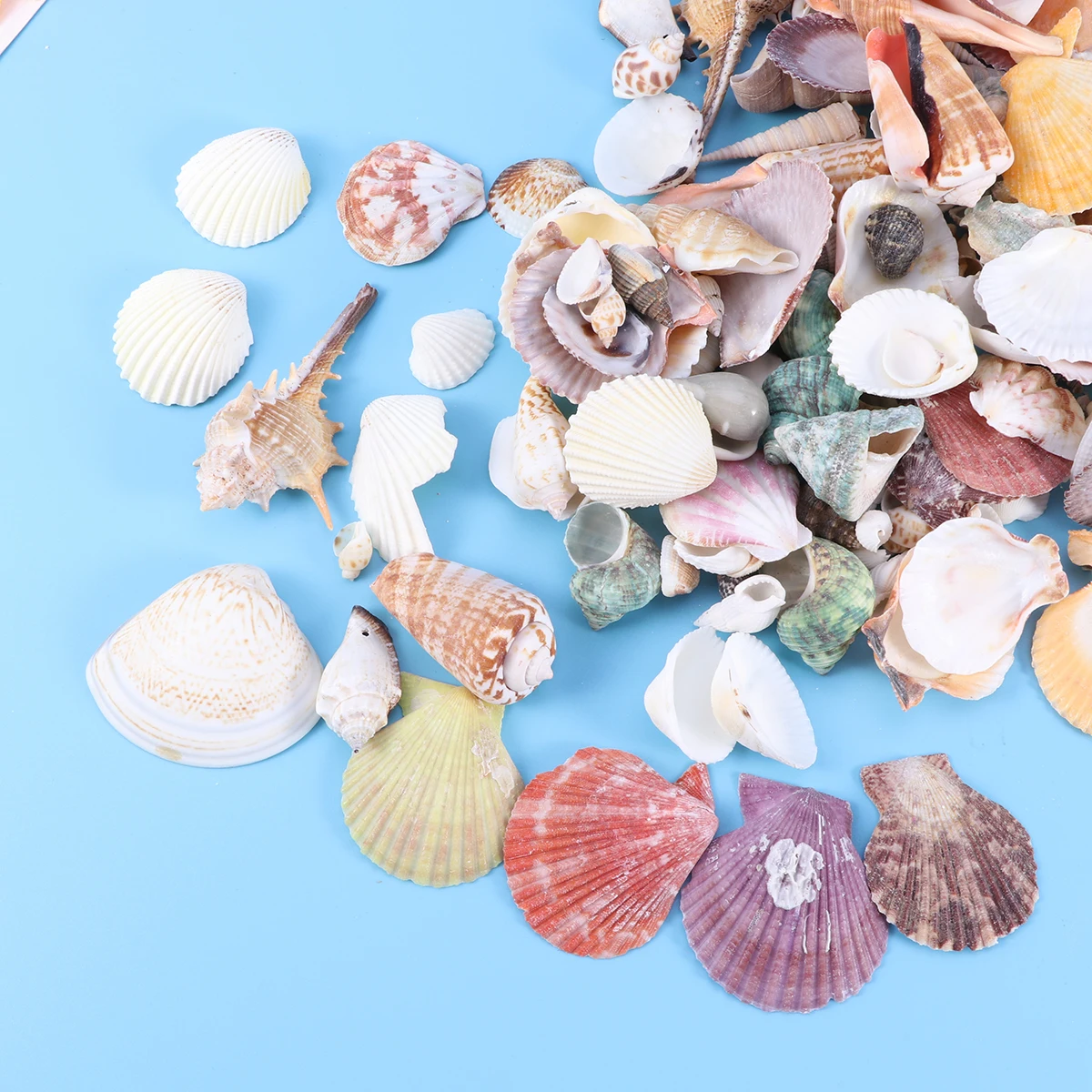130pcs Colorful Scallop Decoration Mini Sea Shells Mixed Beach Seashells Nonporous Seashells Accents for Candle Making Home 130pcs Colorful Scallop Decoration Mini Sea Shells Mixed Beach Seashells Nonporous Seashells Accents for Candle Making Home
