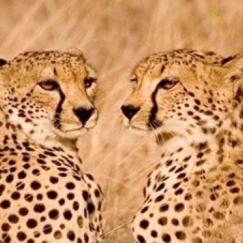 Kenya  Masai Mara National Reserve. Two cheetahs Poster Print by Jaynes Gallery (34 x 22)