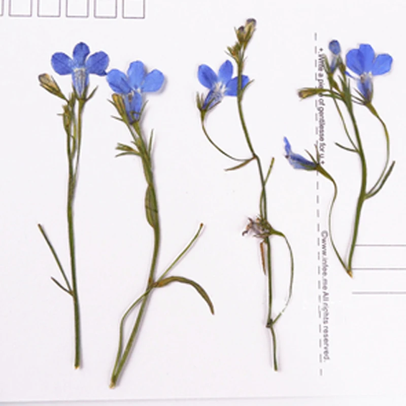 Голубой цветок на стеблях Lobelia 1 пакет/120 шт. для рукоделия оптовая продажа