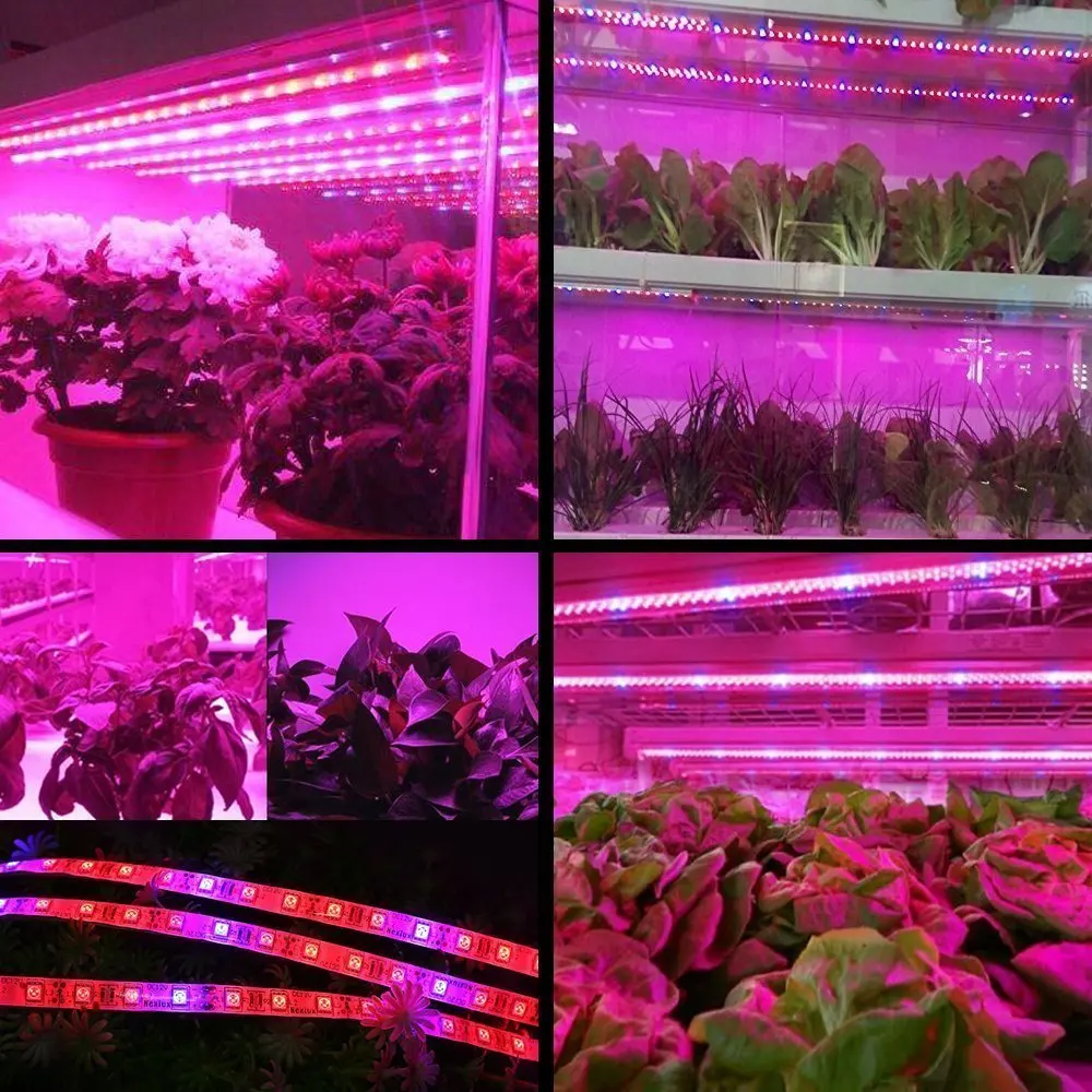 5 м растительный свет полный спектр 370nm-780nm светодиодные полосы цветок Фито лампа затемнения для теплицы гидропоники+ адаптер питания